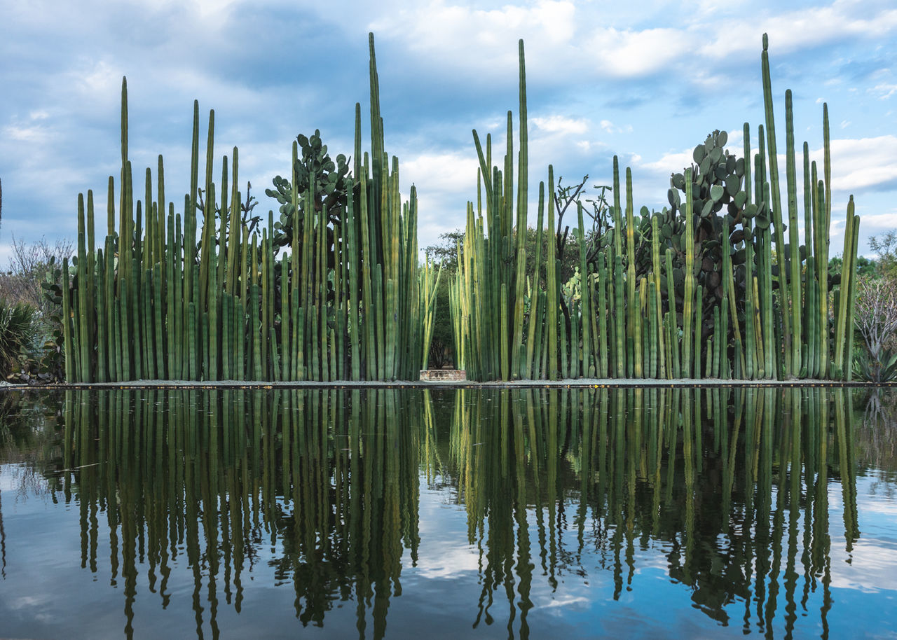 SCENIC VIEW OF LAKE WITH REFLECTION OF TREES IN WATER