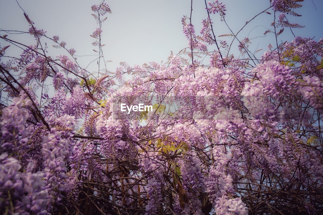 LOW ANGLE VIEW OF PINK FLOWERS BLOOMING ON TREE