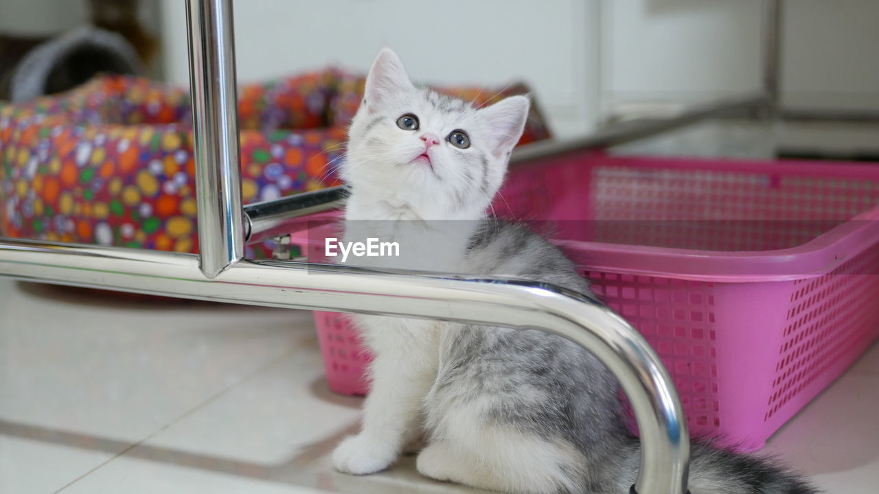 Close-up of cat sitting at home,baby cat,scottish fold