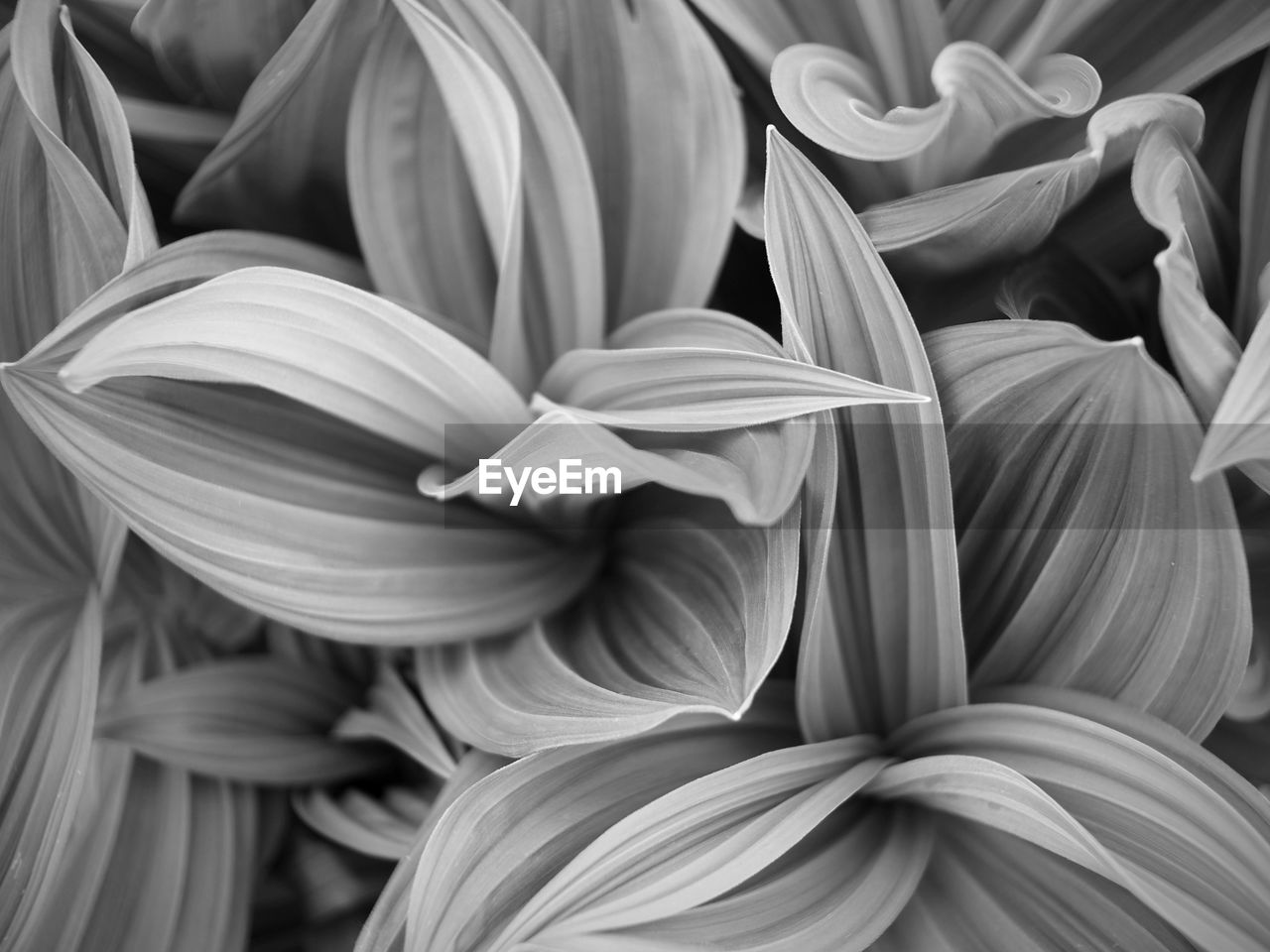 Full frame shot of flowering plants