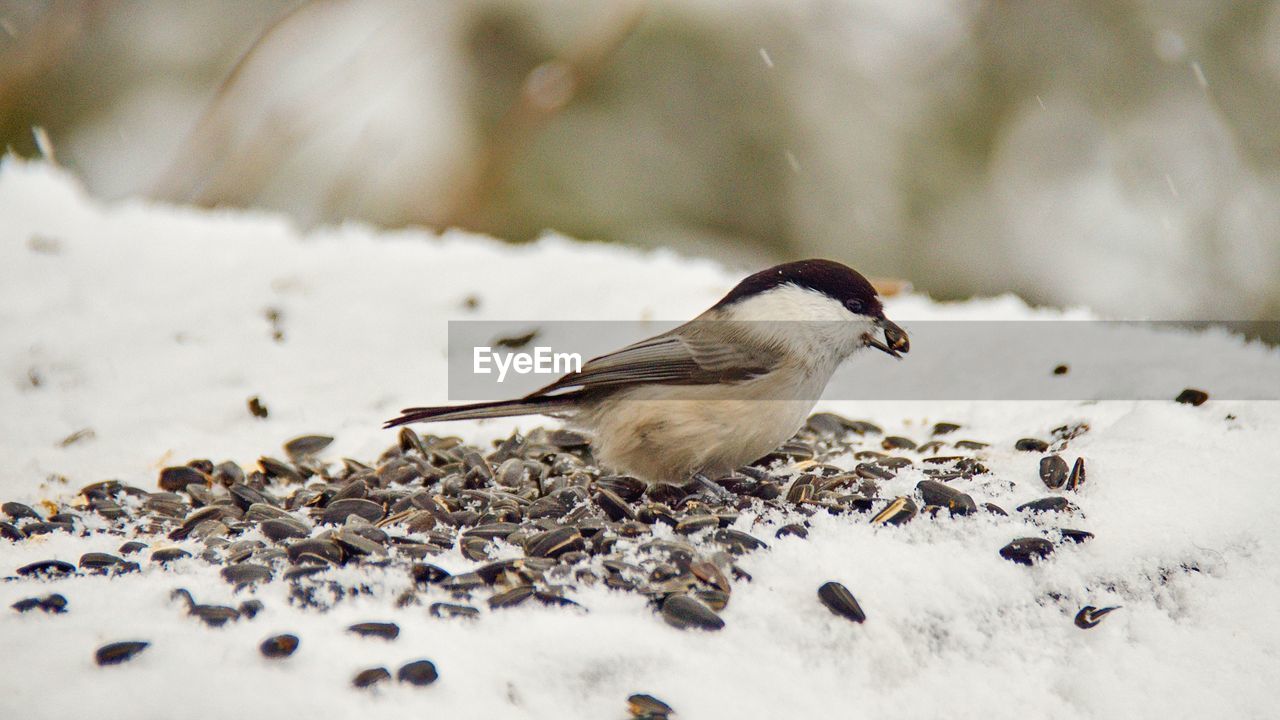 Close-up of a bird on snow covered landscape