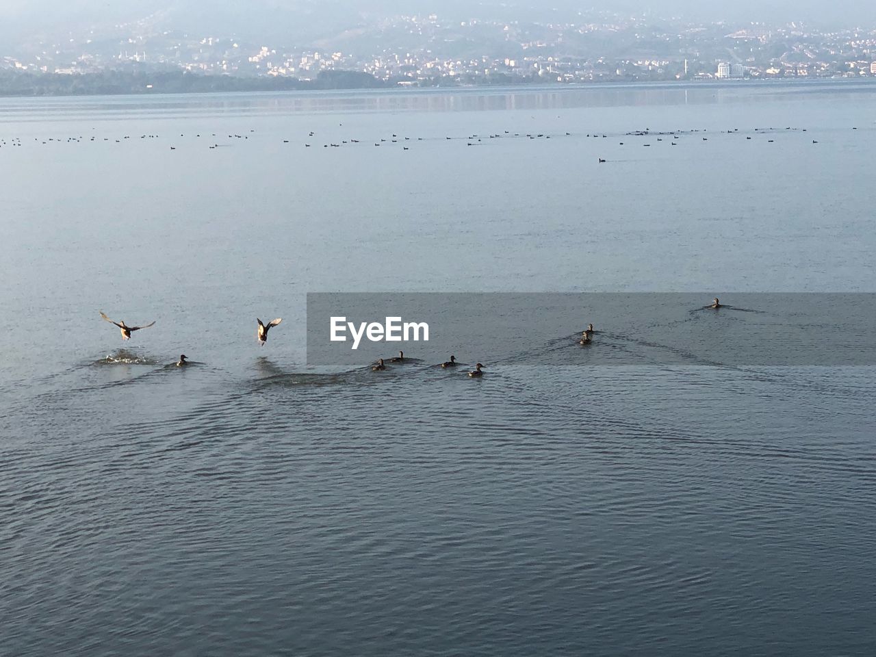 DUCKS SWIMMING IN SEA