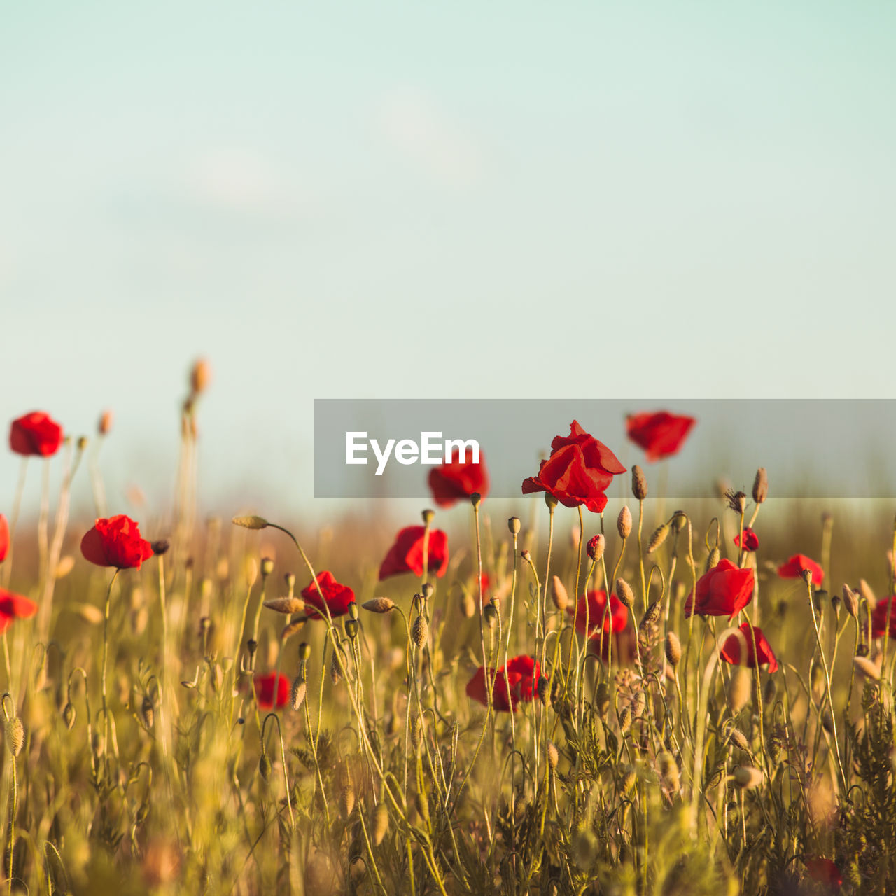 CLOSE-UP OF RED POPPY FLOWERS ON FIELD