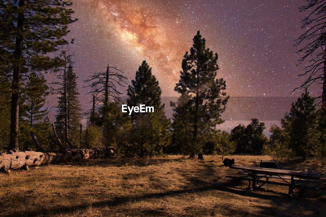 VIEW OF TREES ON FIELD AGAINST SKY AT NIGHT