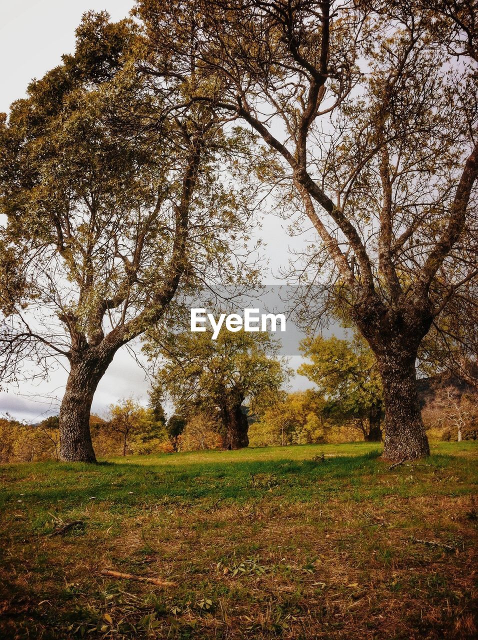 TREES ON FIELD