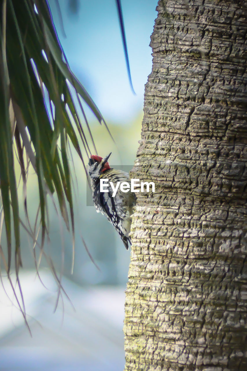 CLOSE-UP OF A BIRD ON A TREE