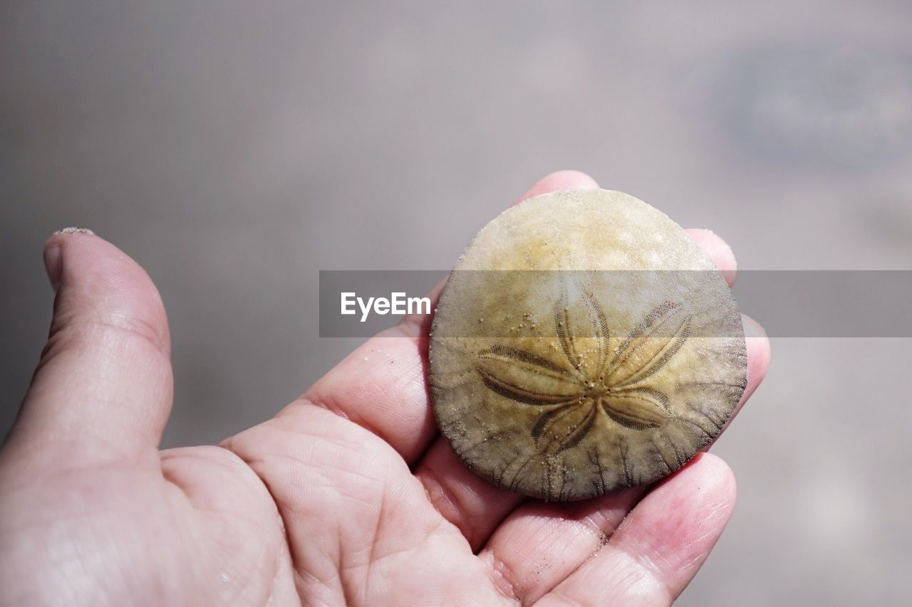 Close-up of hand holding sand dollar