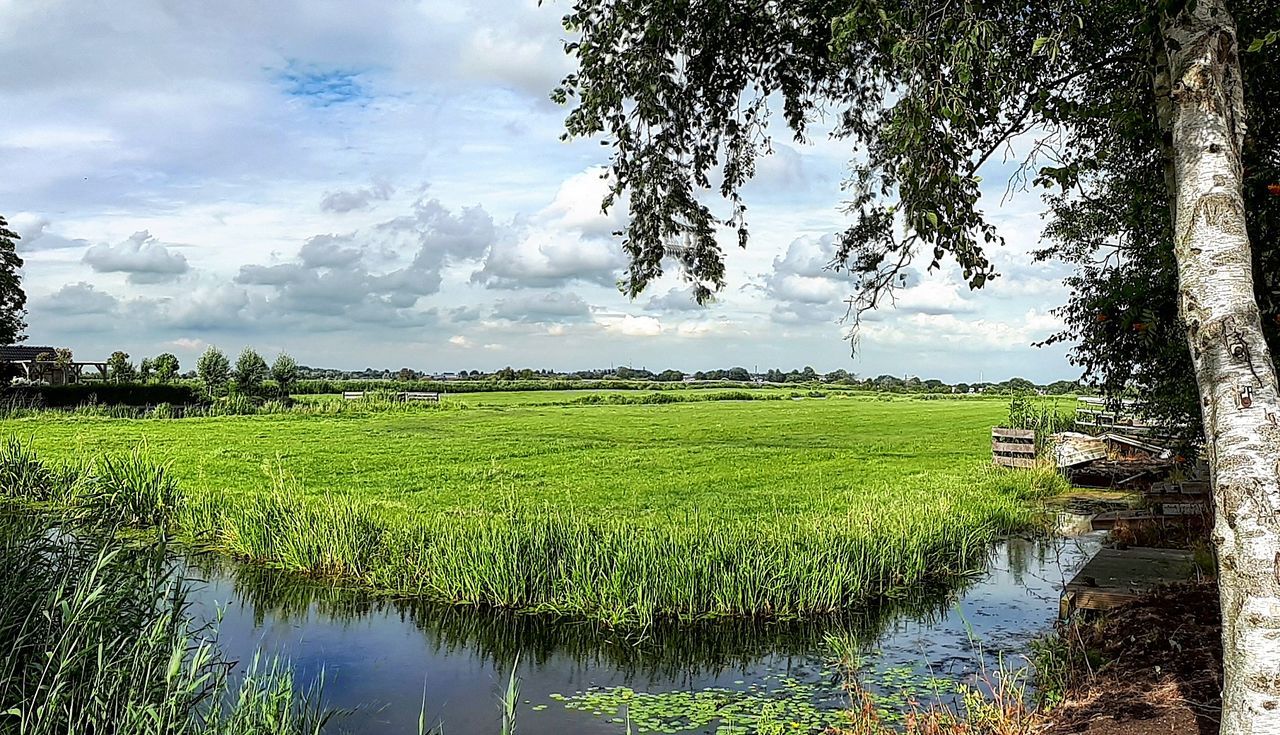 Scenic view of rice paddy by lake against sky