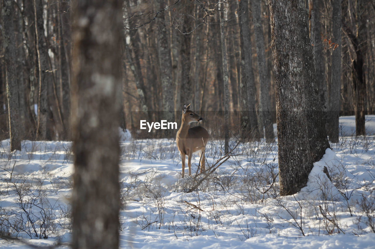 Whitetail doe deer in the woods