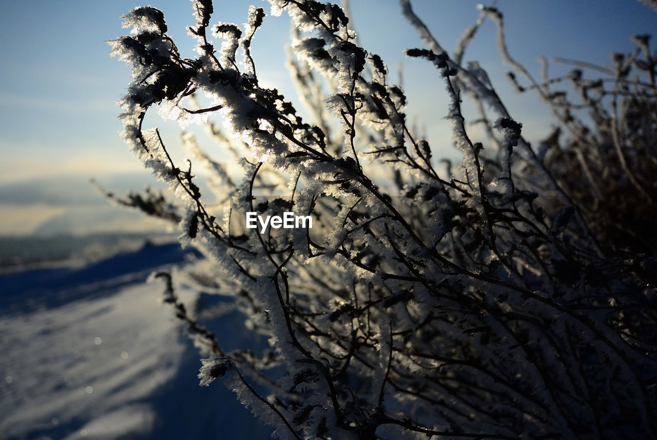Close-up of snow on tree against sky