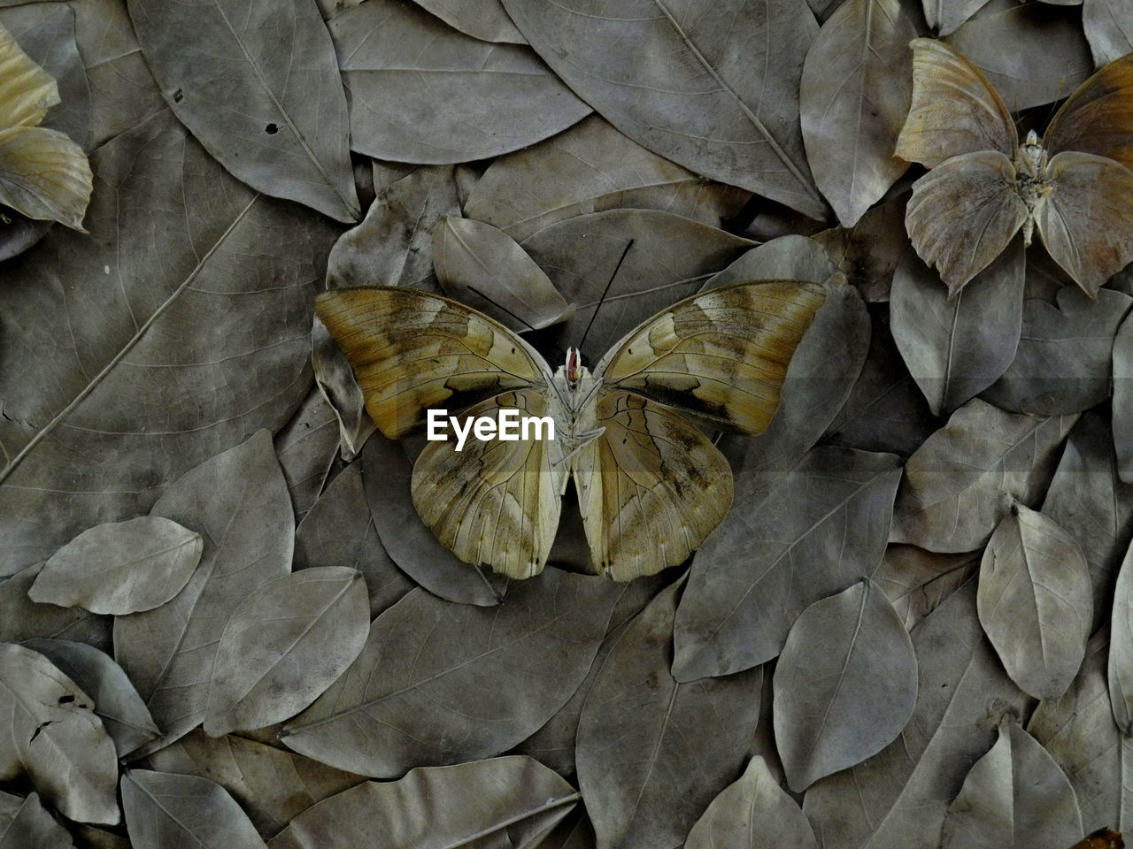 HIGH ANGLE VIEW OF DRY LEAVES ON PLANT