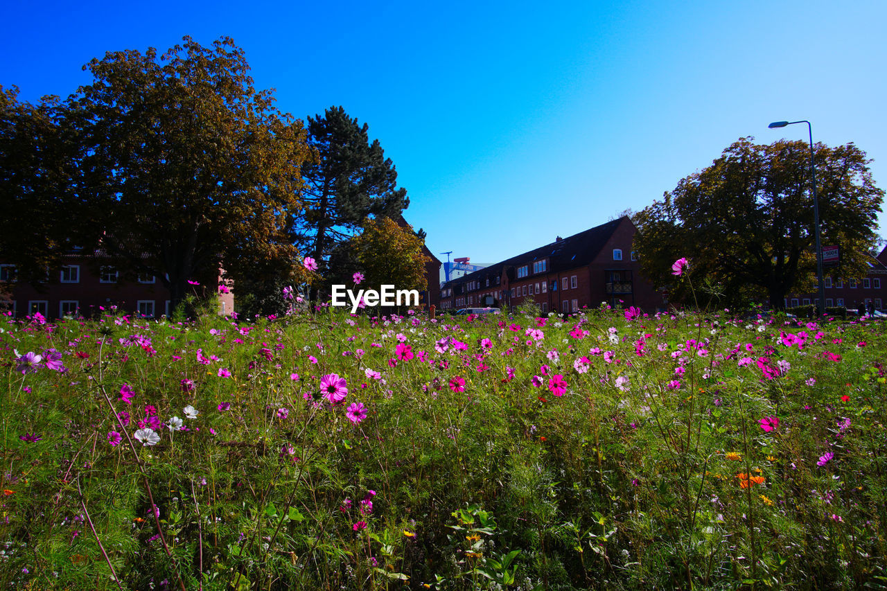 Pink flowering plants and trees on field against sky