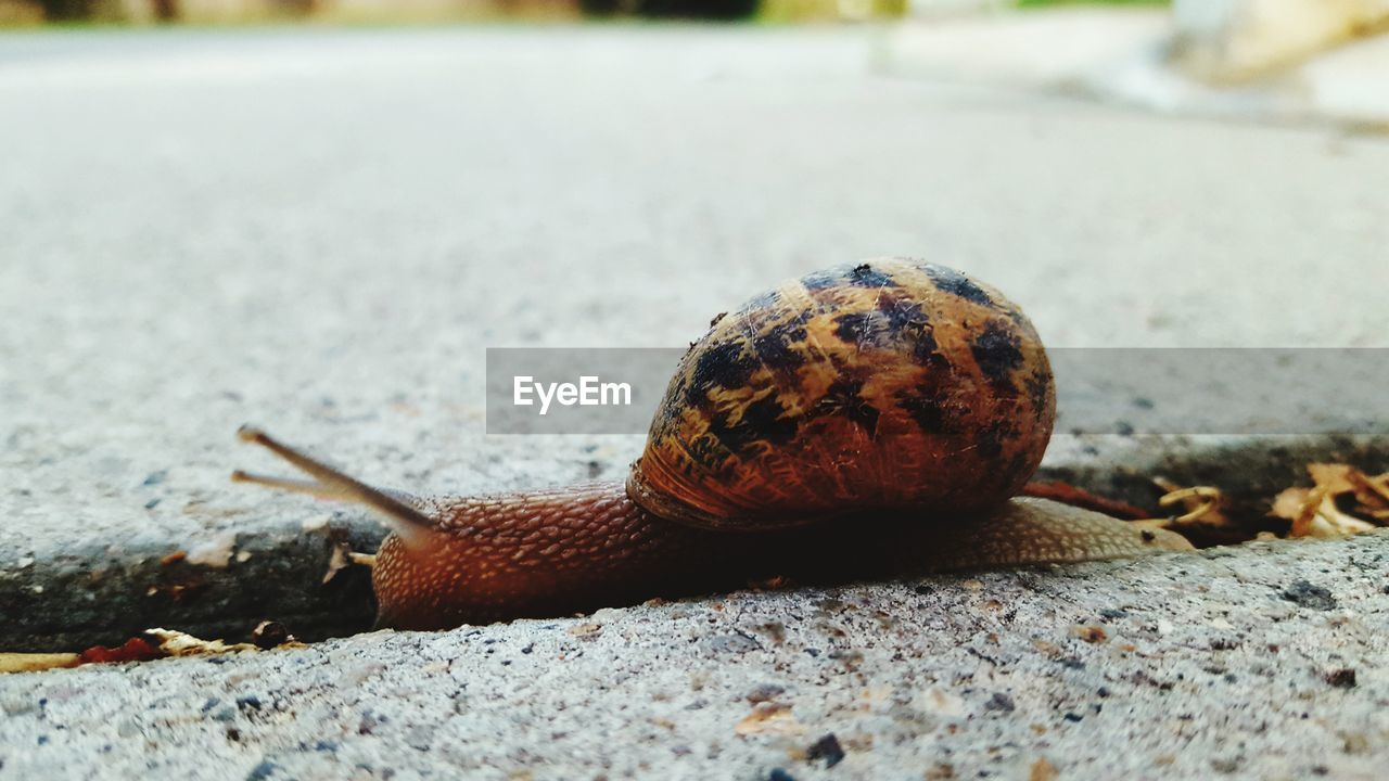 Close-up of snail on footpath