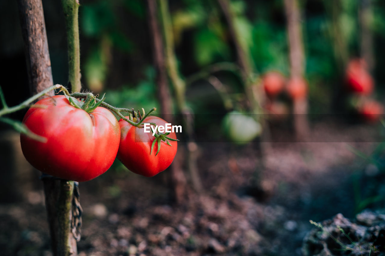 Ripe red tomatoes on branch of tomato plant growing on soil in garden