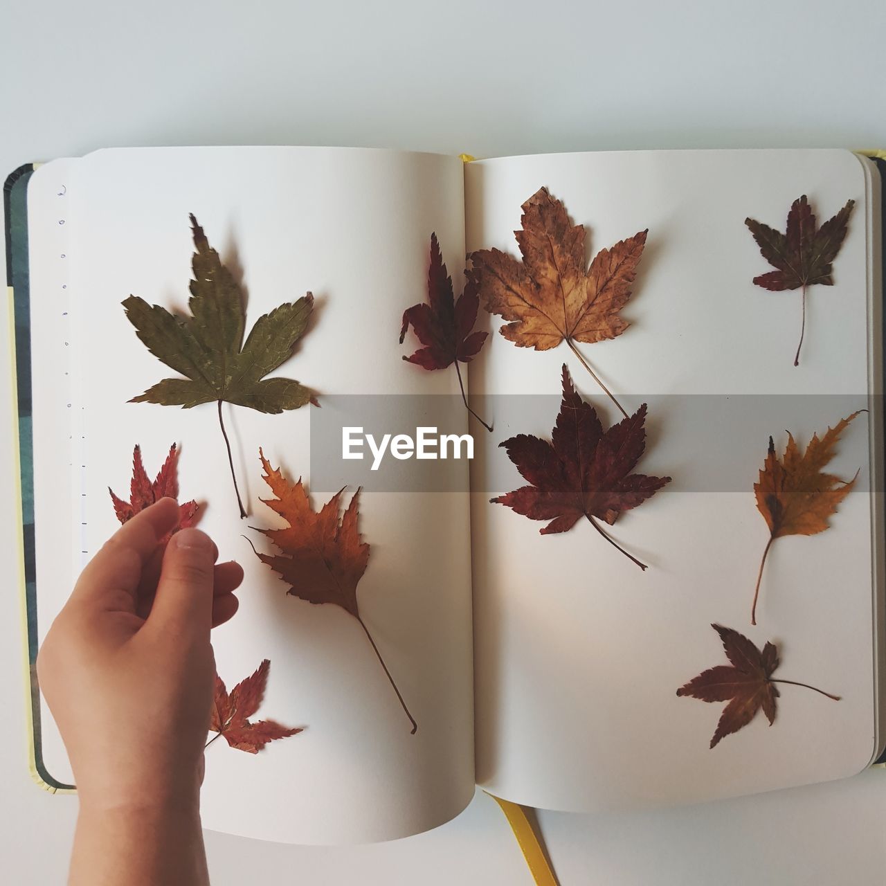 Cropped hand of woman arranging autumn leaves on book over white background
