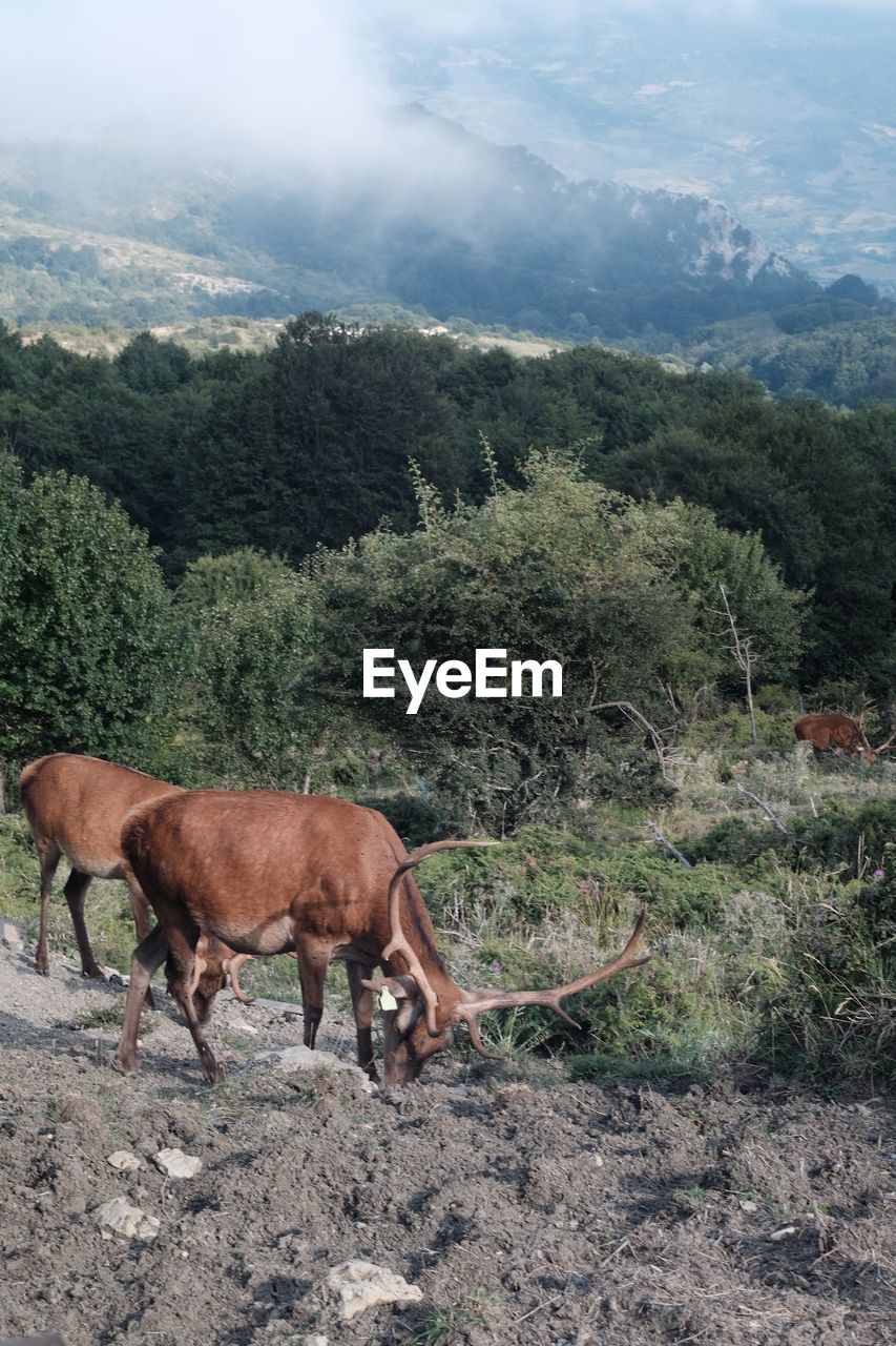 HORSES GRAZING IN A VALLEY