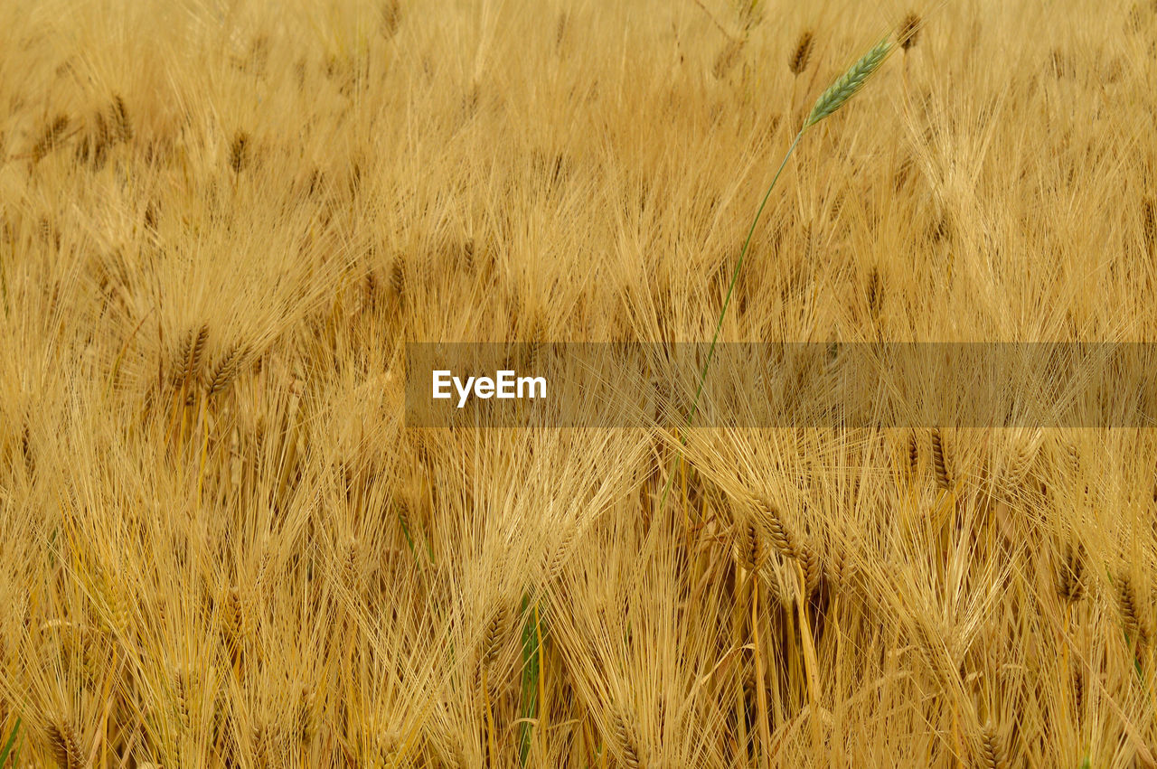 Full frame shot of wheat field