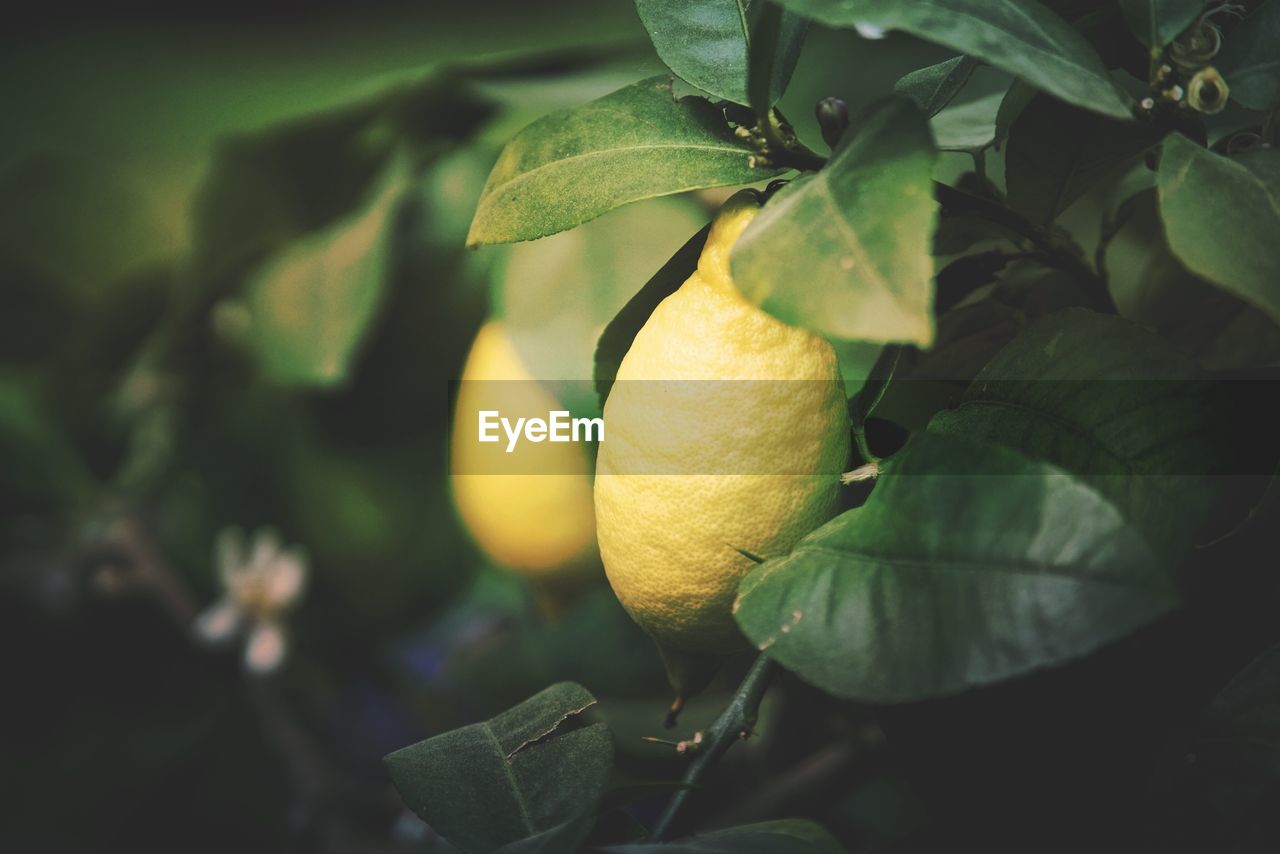 Close-up of lemons growing on tree