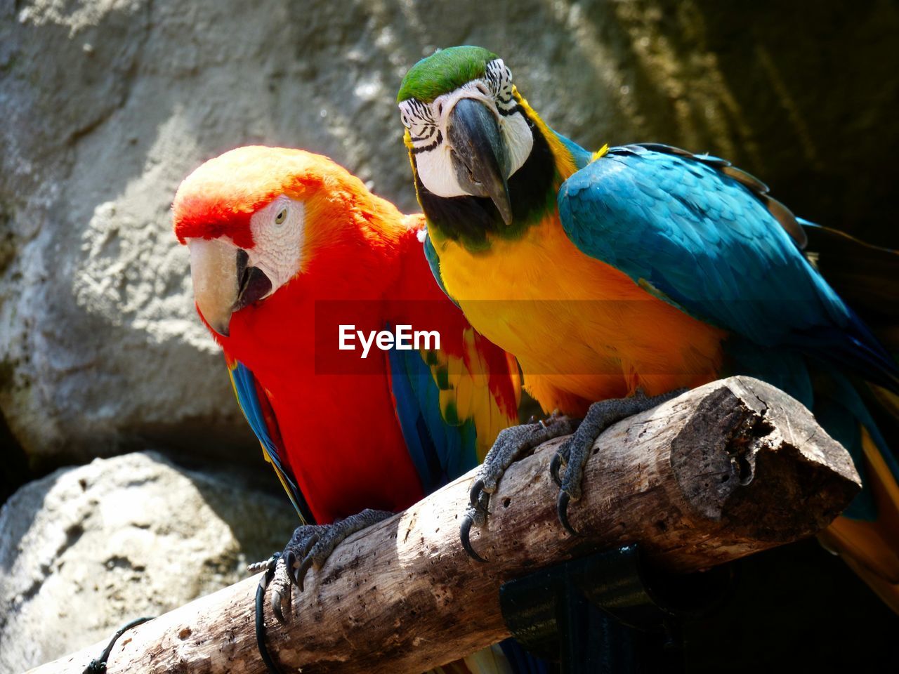 Close-up of parrots perching on wooden post