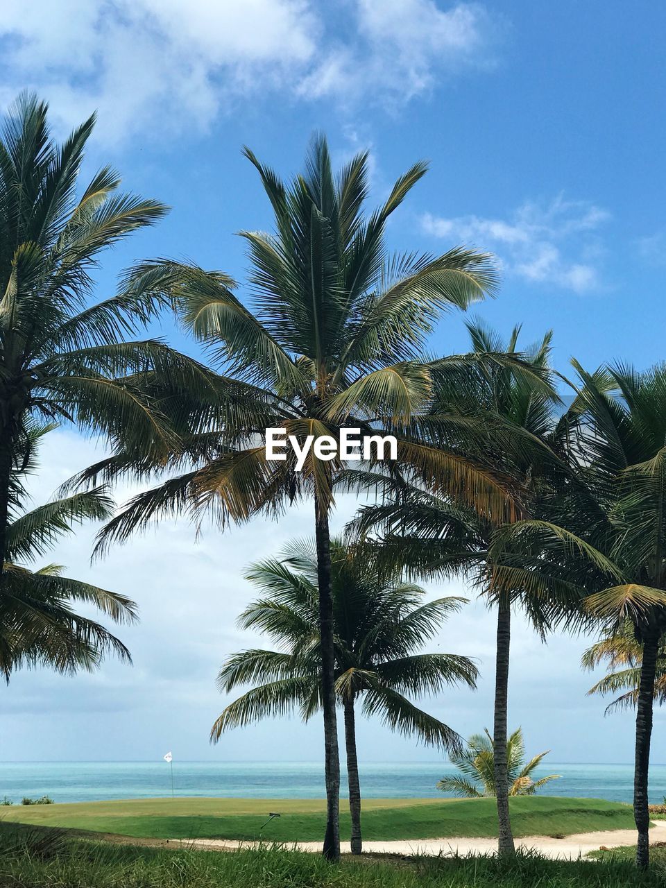 Palm trees on landscape against sky