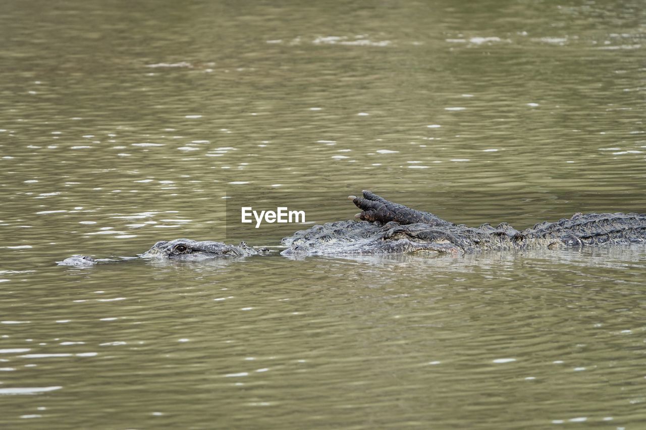 animal themes, animal wildlife, animal, water, wildlife, one animal, crocodile, reptile, alligator, swimming, animal body part, no people, sign, warning sign, nature, animals hunting, animal head, sea, underwater, communication, stealth, outdoors, day, mammal