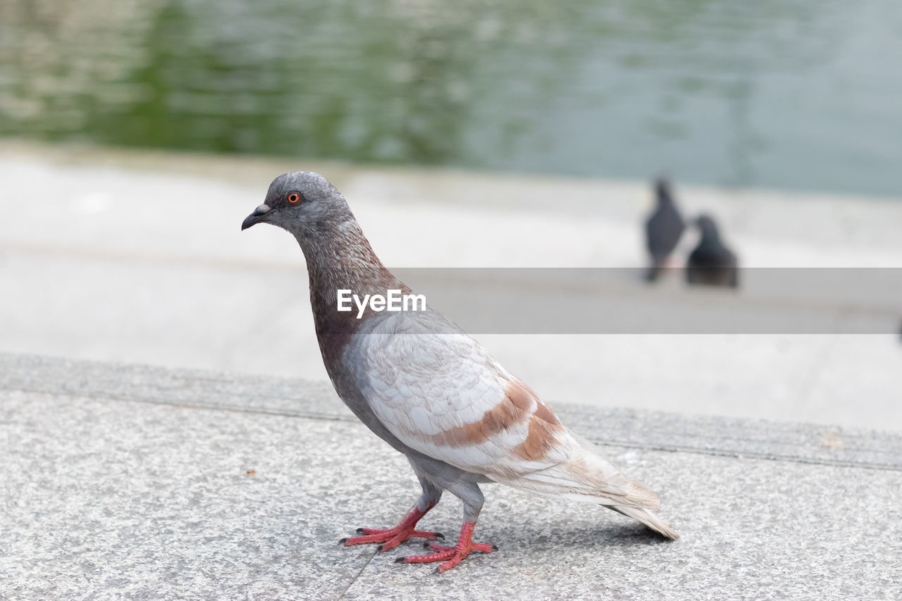 CLOSE-UP OF PIGEON