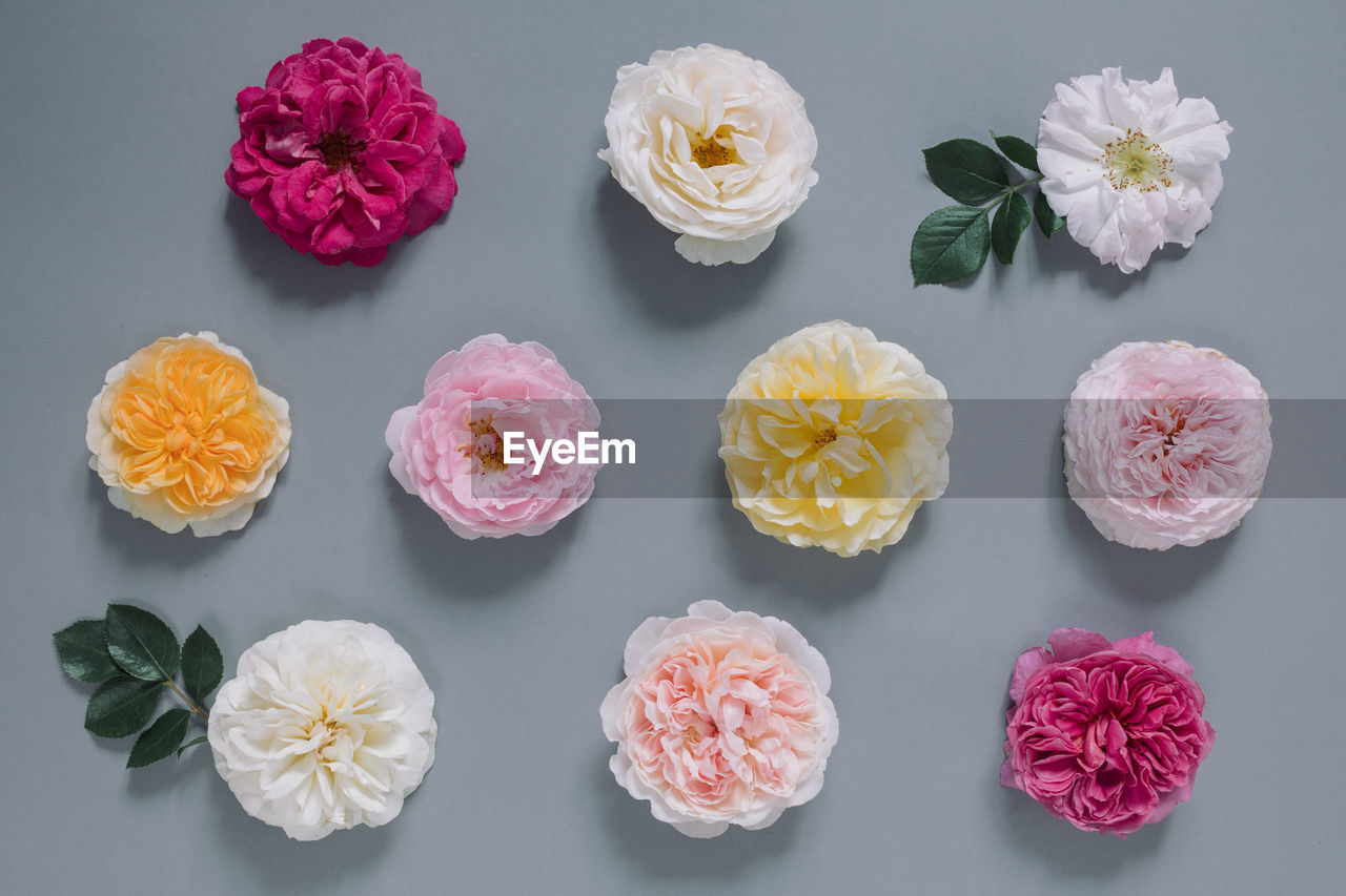 Garden roses buds on gray background. floral pattern.