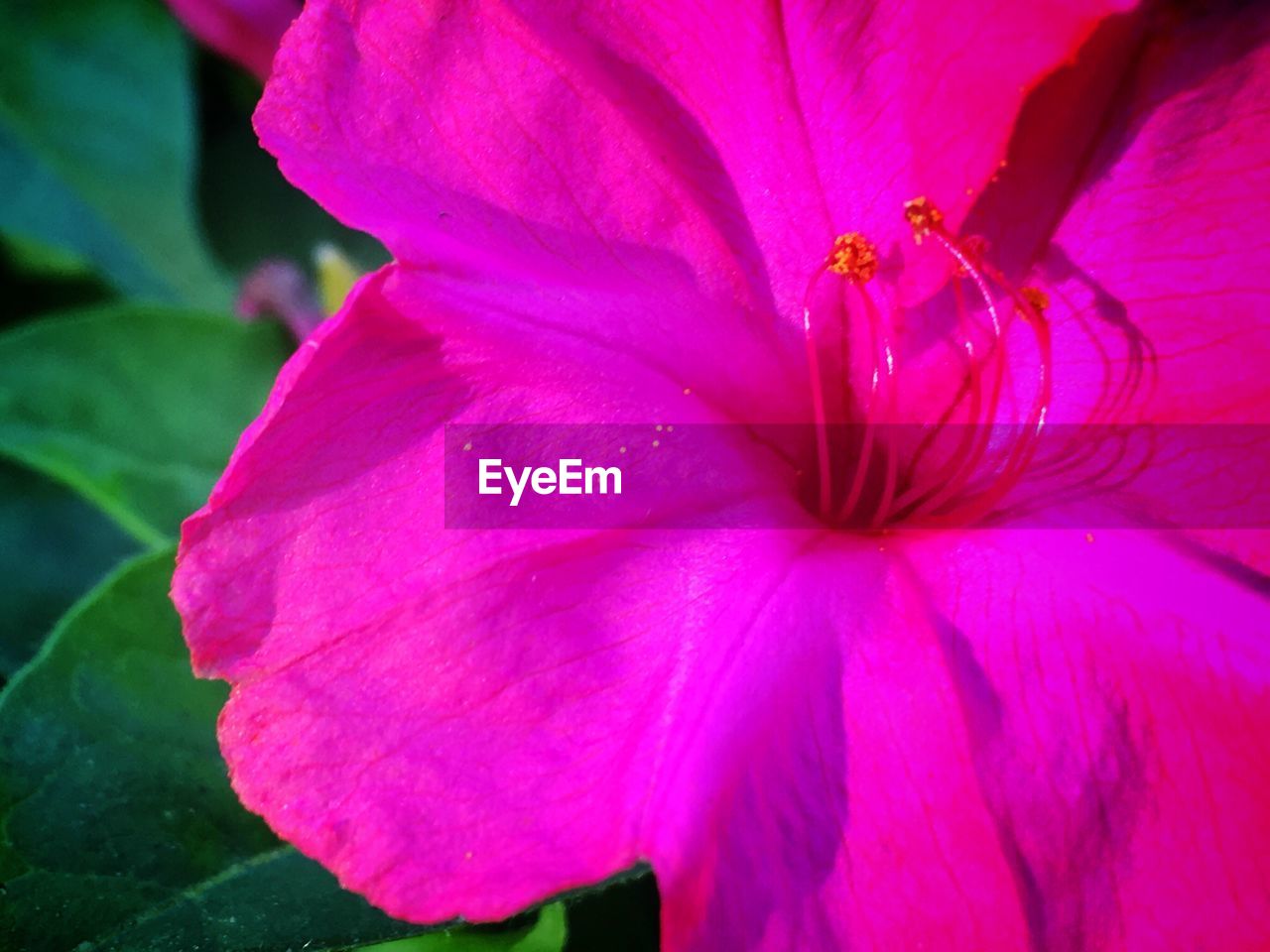 CLOSE-UP OF PINK HIBISCUS FLOWER BLOOMING