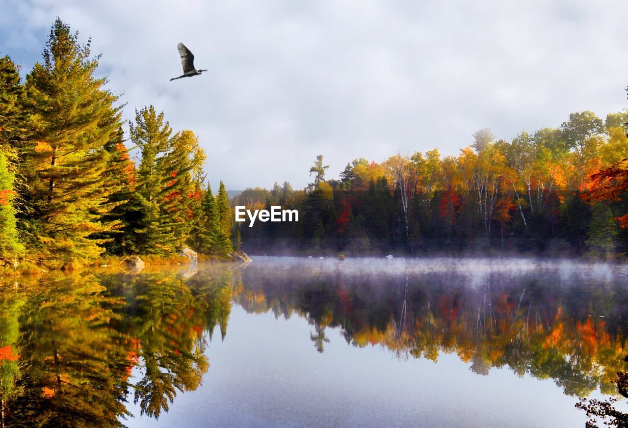 Trees by lake against sky during autumn