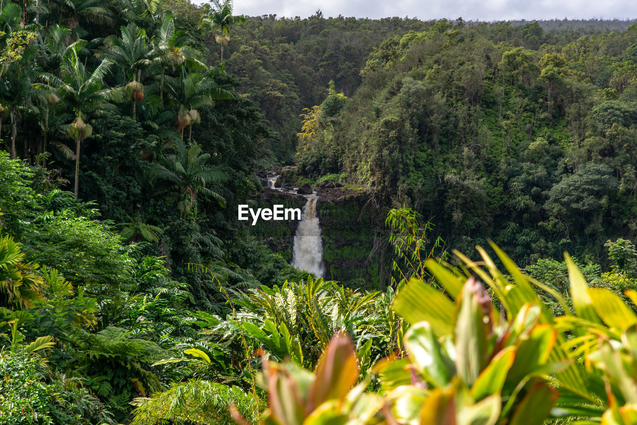 Akaka waterfall, near hilo, big island, hawaii, usa. akaka waterfall is a famous tourist destination