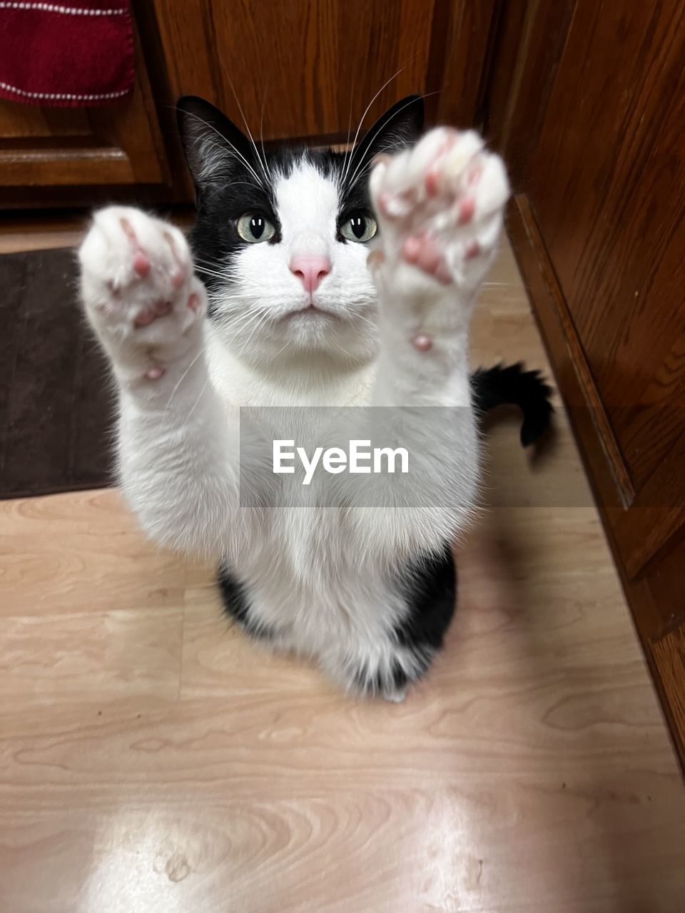 Close-up of cat, paws in the air 