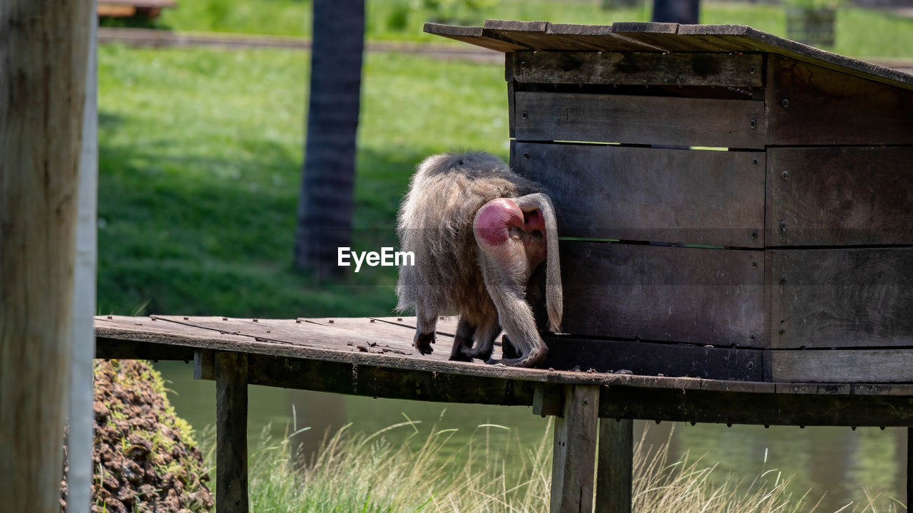 MONKEY SITTING ON A WOODEN FENCE