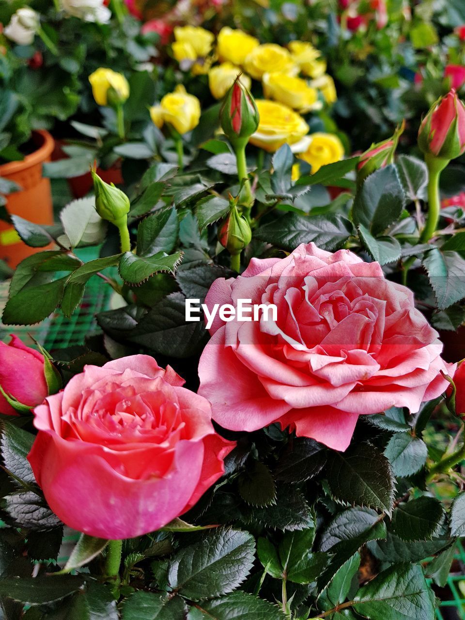 Close-up of pink roses