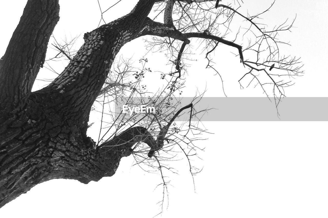 LOW ANGLE VIEW OF DEAD TREE