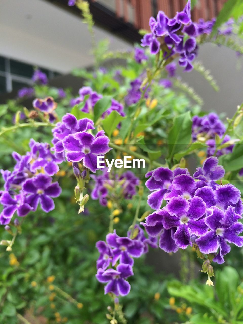 Close-up of purple flowers