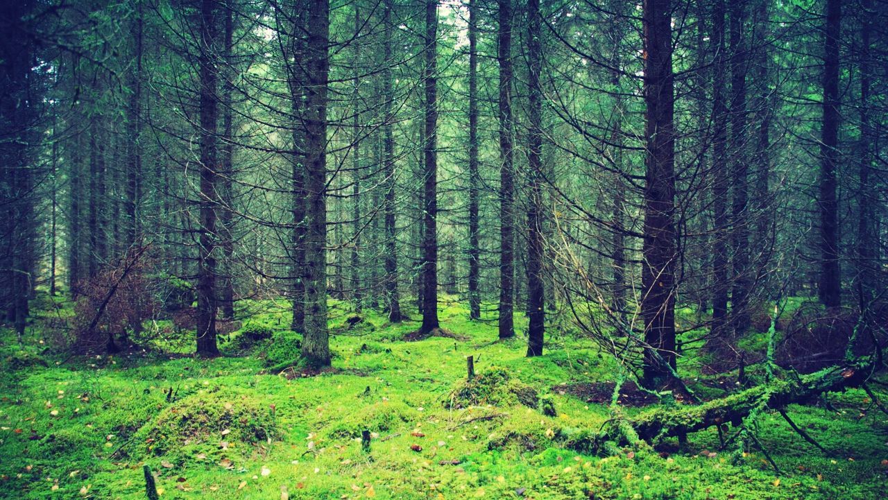 Trees in forest