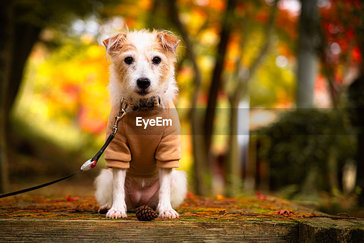 mammal, one animal, animal themes, animal, canine, dog, pet, domestic animals, cute, tree, autumn, portrait, plant, nature, fun, lap dog, yellow, puppy, retriever, outdoors, young animal, happiness, purebred dog, forest, looking at camera