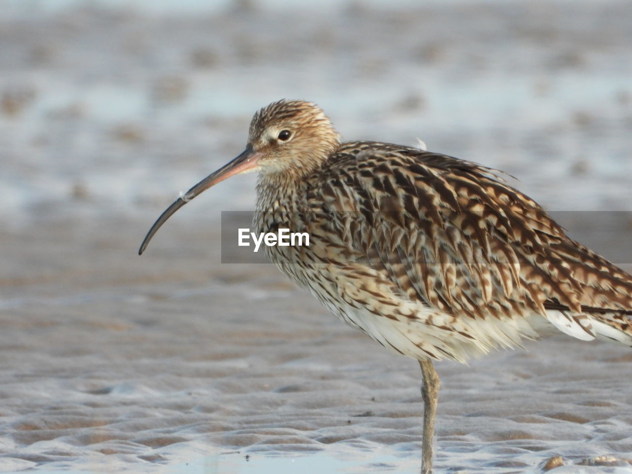 Curlew by sea