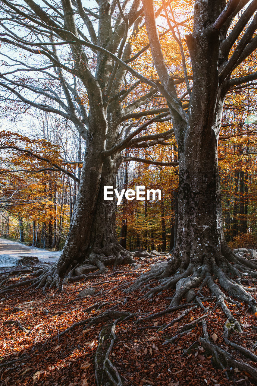 Landscape of an autumn forest at sunset