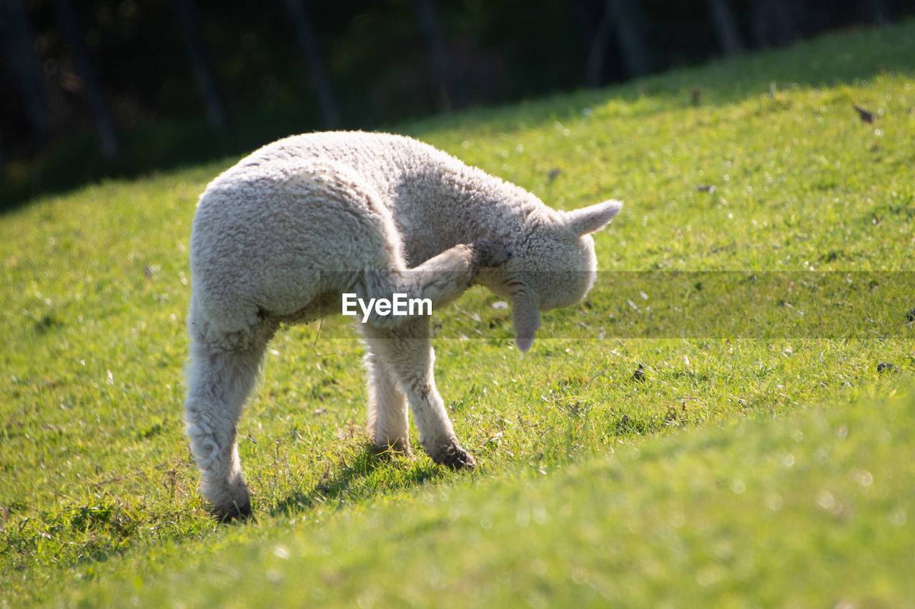 FULL LENGTH OF A SHEEP ON GRASS