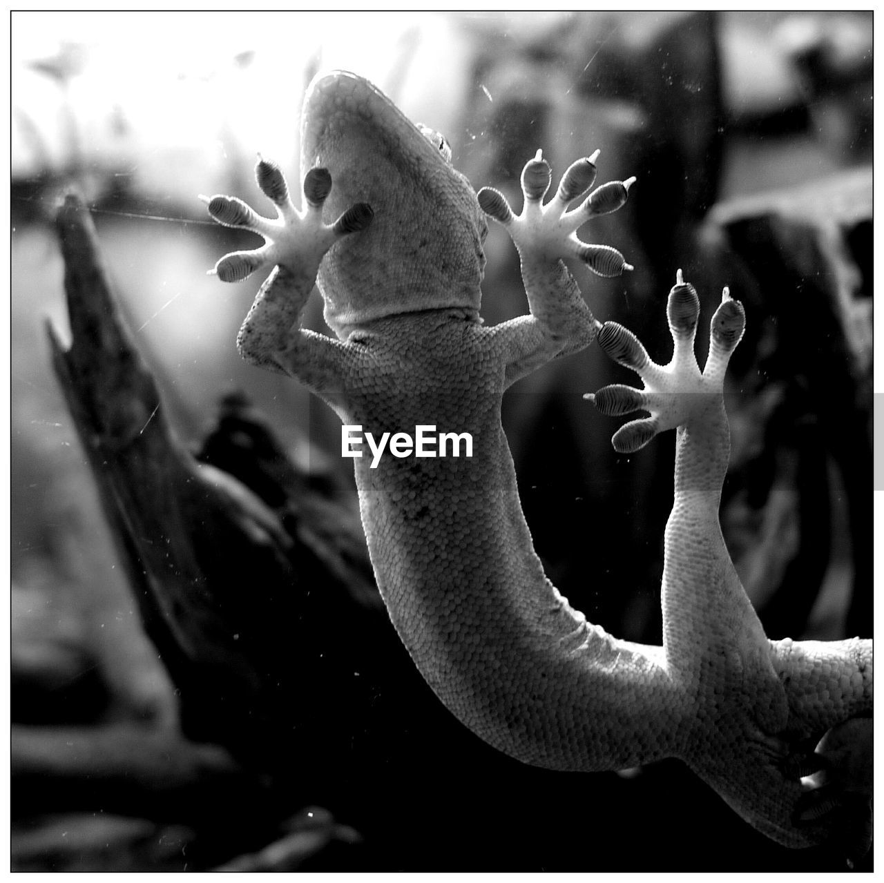 Close-up of lizard on glass window