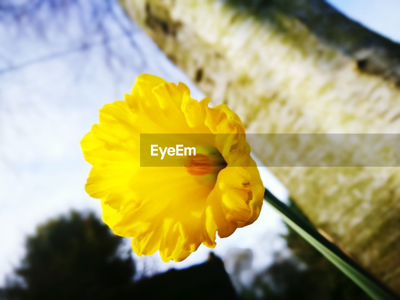 CLOSE UP OF YELLOW FLOWER