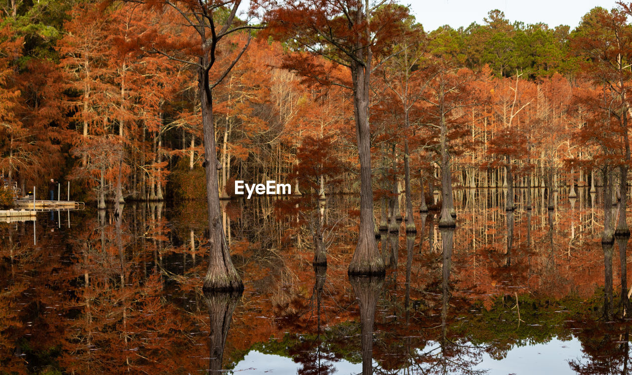 autumn, reflection, water, tree, plant, leaf, nature, wilderness, beauty in nature, lake, environment, no people, tranquility, woodland, landscape, forest, land, natural environment, scenics - nature, outdoors, non-urban scene, travel destinations, day, travel, tranquil scene, tourism, sky, orange color