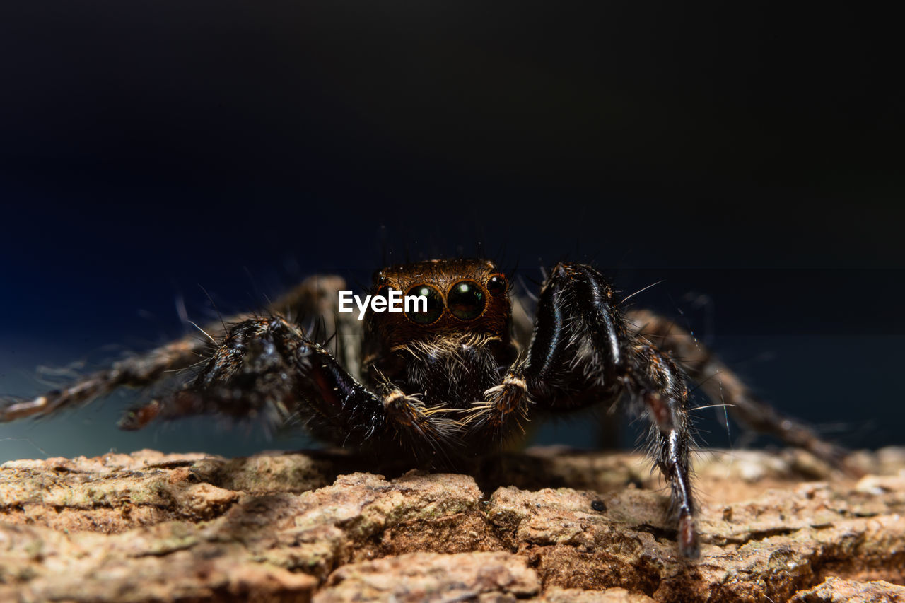 Close-up of jumping spider on tree trunk