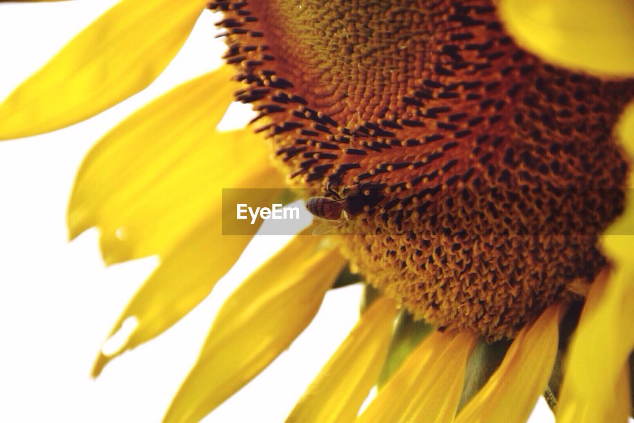 Close-up of bee pollinating on sunflower