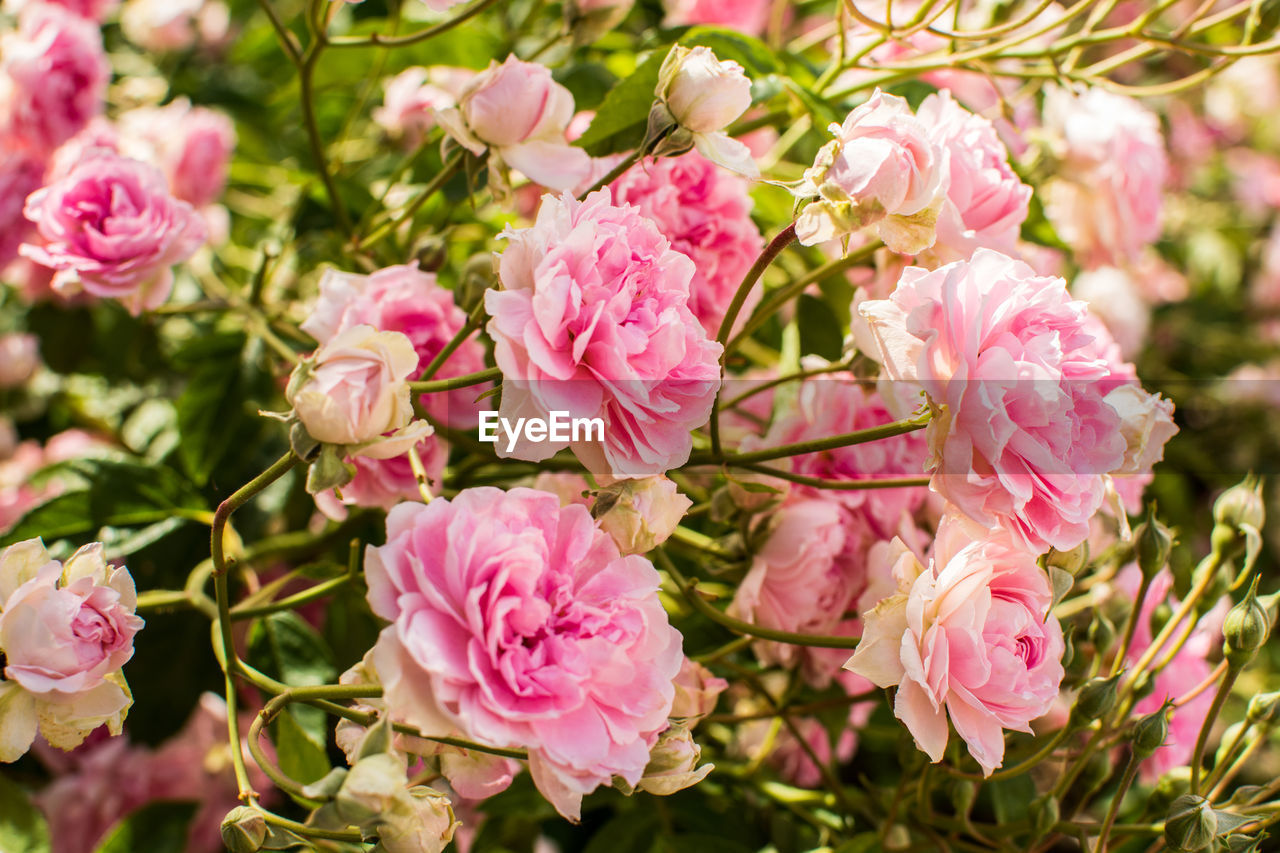 CLOSE-UP OF PINK FLOWERS