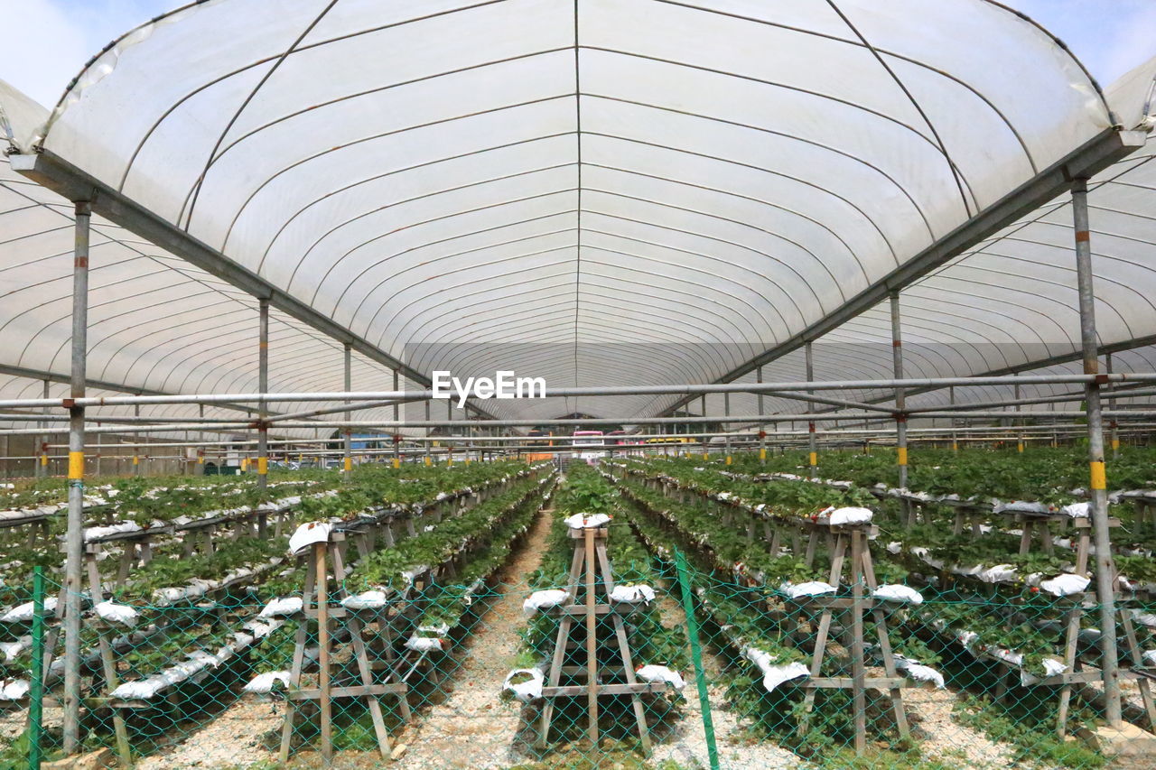 VIEW OF GREENHOUSE IN FACTORY