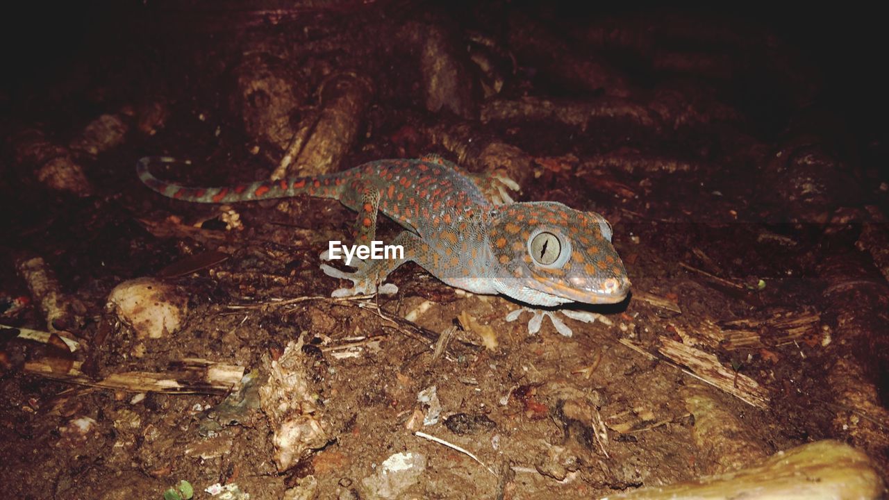 HIGH ANGLE VIEW OF LIZARD ON LAND