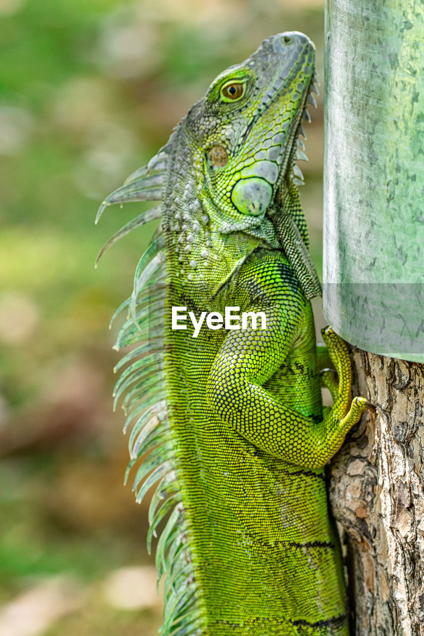 CLOSE-UP OF LIZARD ON GREEN TREE