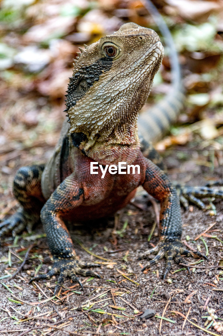 CLOSE-UP OF LIZARD ON ROCK